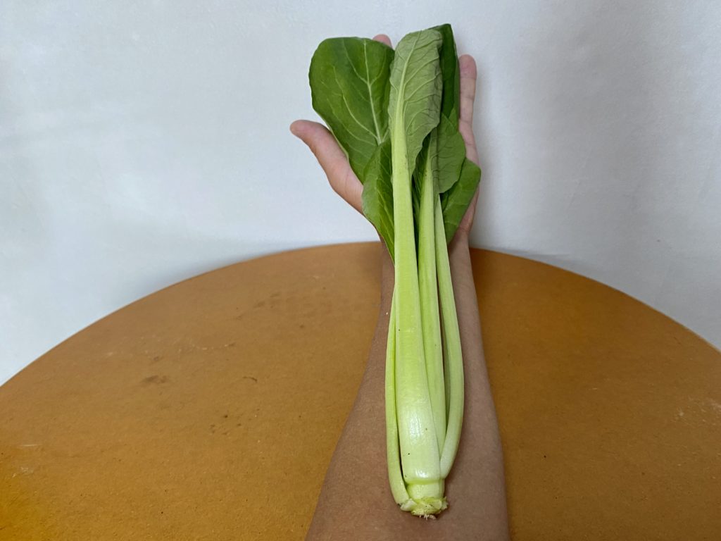 こまつな　長さ